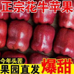 万悠 甘肃天水花牛苹果当季黑卡蛇果孕妇新鲜水果2.5斤起