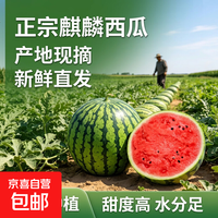 美都 正宗新鲜美都麒麟西瓜甜美皮应季脆甜多汁源头直发新鲜现摘包邮 净重8-9斤