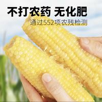 88VIP：轻语拾光 黄糯玉米软糯香甜营养丰富真空锁鲜包装早餐低脂代餐 220g*8支