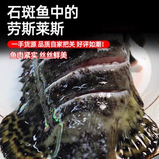 缤鲜 龙胆石斑鱼 捕捞活冻 鱼类