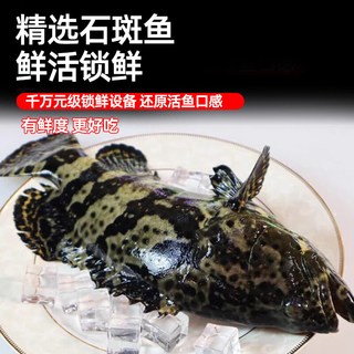 缤鲜 龙胆石斑鱼 捕捞活冻 鱼类