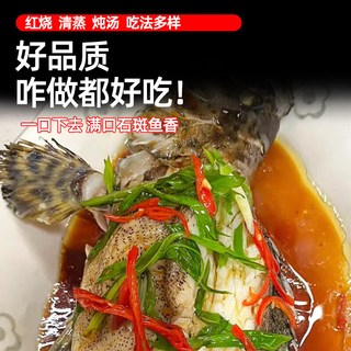 缤鲜 龙胆石斑鱼 捕捞活冻 鱼类