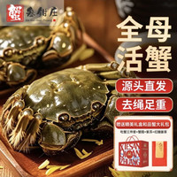蟹叁钳庄 全母大闸蟹 去绳足重3.0-3.3两 8只鲜活生鲜现货螃蟹