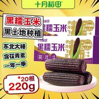 十月稻田 东北黑糯玉米甜玉米真空包装新鲜采摘粘苞米低脂早餐10棒