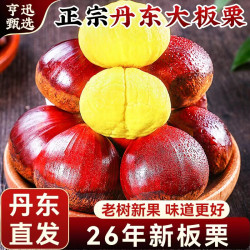 亨迅 丹东板栗新鲜大栗子净4.6斤2026年生板栗应季时令 坏果包赔