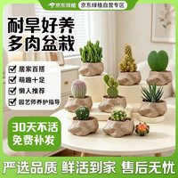 京东绿植 多肉植物万重山小盆栽仙人球仙人掌桌面绿植盆景大凤龙 源头直发