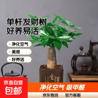 发财树盆栽室内植物客厅单杆发财树+塑料四方舍得盆+小方底座 花盆直径约8cm