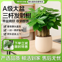 京东绿植 三杆发财树盆栽室内办公桌面绿植物招财旺财花卉净化空气源头直发
