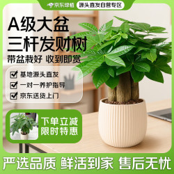 京东绿植 三杆发财树盆栽室内办公桌面绿植物招财旺财花卉净化空气源头直发