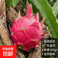广东红肉火龙果新鲜采摘现摘现发 单果200g+ （3粒）