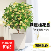 桂花树苗盆栽室内四季桂花卉植物金桂丹桂庭院大树浓香型绿植开花 四季桂花高20-30cm高左右原土球发货