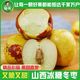 旭寻 泡沫彩箱山西庙上冰糖冬枣新鲜脆甜应季带箱5斤单果15g起