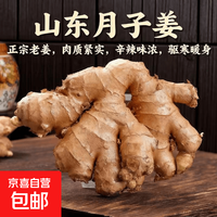 京喜 山东姜母月子姜老姜新鲜正宗老姜母超低价大肉姜特辣现挖大黄姜好 老姜母净重245g