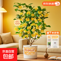 桂花盆栽（赠花盆+挂卡+盆贴）