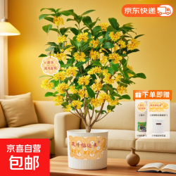 桂花盆栽（赠花盆+挂卡+盆贴）