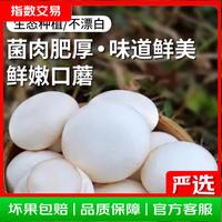 基地直发山东口蘑新鲜口蘑现摘现发双孢菇白蘑菇时令蔬菜坏果包赔 人工甄选现摘现发 净重500g