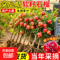 石榴树树苗突尼斯软籽石榴苗盆栽庭院果树特大带土无籽甜石榴树苗 突尼斯软籽石榴5年苗带土带分枝