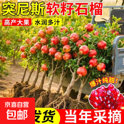 石榴树树苗突尼斯软籽石榴苗盆栽庭院果树特大带土无籽甜石榴树苗 突尼斯软籽石榴5年苗带土带分枝