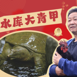 水库大青甲