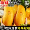 小黄鲜果 海南金煌芒果芒果新鲜大果整箱水果当季现摘斤甜心黄皮芒水仙芒