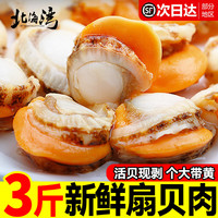 北海湾 鲜剥扇贝肉 大号60/80规格 净重1500g