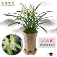 劉閣蘭花 大凤素兰花 4苗连体裸根带花苞