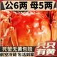 大闸蟹鲜活螃蟹礼盒旗舰店河蟹特大8只10只公全母阳澄湖镇发含绳