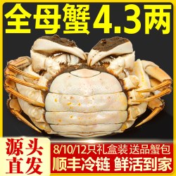 仲秋 [活蟹]特大10只大闸蟹鲜活螃蟹全母蟹官方旗舰店阳澄礼盒河蟹湖鲜