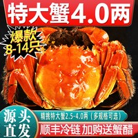 移动端：仲秋 [活蟹]特大10只大闸蟹鲜活现货全母螃蟹官方旗舰阳澄礼盒湖鲜河蟹