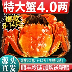 仲秋 [活蟹]特大10只大闸蟹鲜活现货全母螃蟹官方旗舰阳澄礼盒湖鲜河蟹
