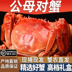 秋香蟹纪 全母大闸蟹螃蟹鲜活16只现货海鲜中秋礼盒含绳湖蟹旗舰店