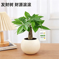绿有意发财树小盆栽室内面植物办公室摆件绿植新手易养绿植 圆嘟嘟吸水盆+发财树+运挂卡 