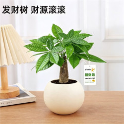 绿有意发财树小盆栽室内面植物办公室摆件绿植新手易养绿植 圆嘟嘟吸水盆+发财树+运挂卡 