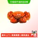 阳澄格调精品 全母蟹 2.8-3.1两 共8只礼盒装