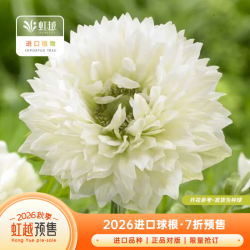虹越 进口银莲花种球·5球 珠穆朗玛峰（球周长7-8cm）
