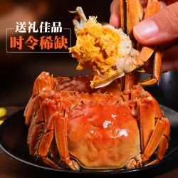 活蟹现货蟹皇岛大闸蟹礼盒全母蟹螃蟹鲜活大闸蟹大闸蟹官方旗舰店