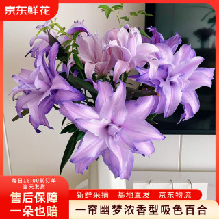 京东鲜花 一帘幽梦吸色重瓣百合