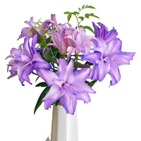 京东鲜花 一帘幽梦重瓣百合 10-12个花苞