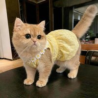 无牌 猫咪衣服防掉毛薄款夏季宠物背心连衣裙2026新款幼猫通用用