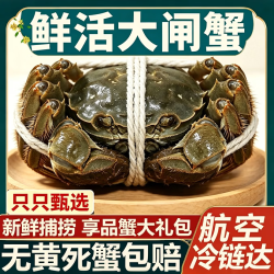 蟹简史 大闸蟹 现货精品大闸蟹 鲜活螃蟹全母 保活到家 [精品全母蟹】1.8-2.1两8只