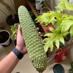 格沃斯 龟背竹果实蓬莱蕉定制款 500-600克一个果