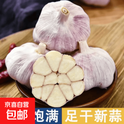 2026年正宗金乡新干蒜头新鲜蔬菜紫皮蒜干蒜红皮蒜大头蒜十足干 5头