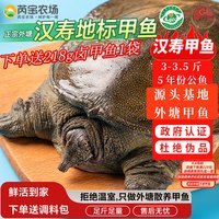 芮宝农场 [活鲜]汉寿鲜活净重3-3.5斤5年公甲鱼中华鳖中秋送礼源头直发