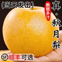 绿念 山东秋月梨 9斤 礼盒装