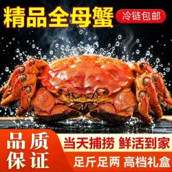 湖中居苏州大闸蟹全母蟹2.8-3.1两鲜活螃蟹