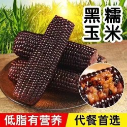 新货黑糯玉米新鲜现摘黏粘紫甜玉米棒粒真空包装黑玉米棒早餐
