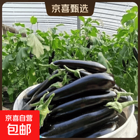 山东紫皮长茄现摘现发买菜新鲜蔬菜生鲜 山东紫皮长茄 2斤 带箱