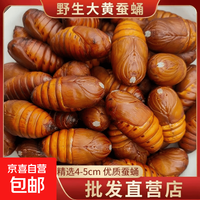 京喜 新鲜大黄柞蚕蛹东北蚕蛹鲜活辽宁特产烧烤食材营养美味 高品质净重3斤