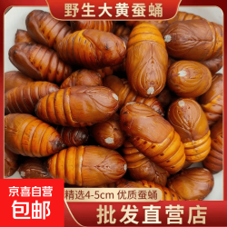 京喜 新鲜大黄柞蚕蛹东北蚕蛹鲜活辽宁特产烧烤食材营养美味 高品质净重3斤