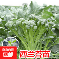 京喜 西兰苔菜苗多次采收西兰花苔苗阳台庭院四季栽种蔬菜种苗 12棵